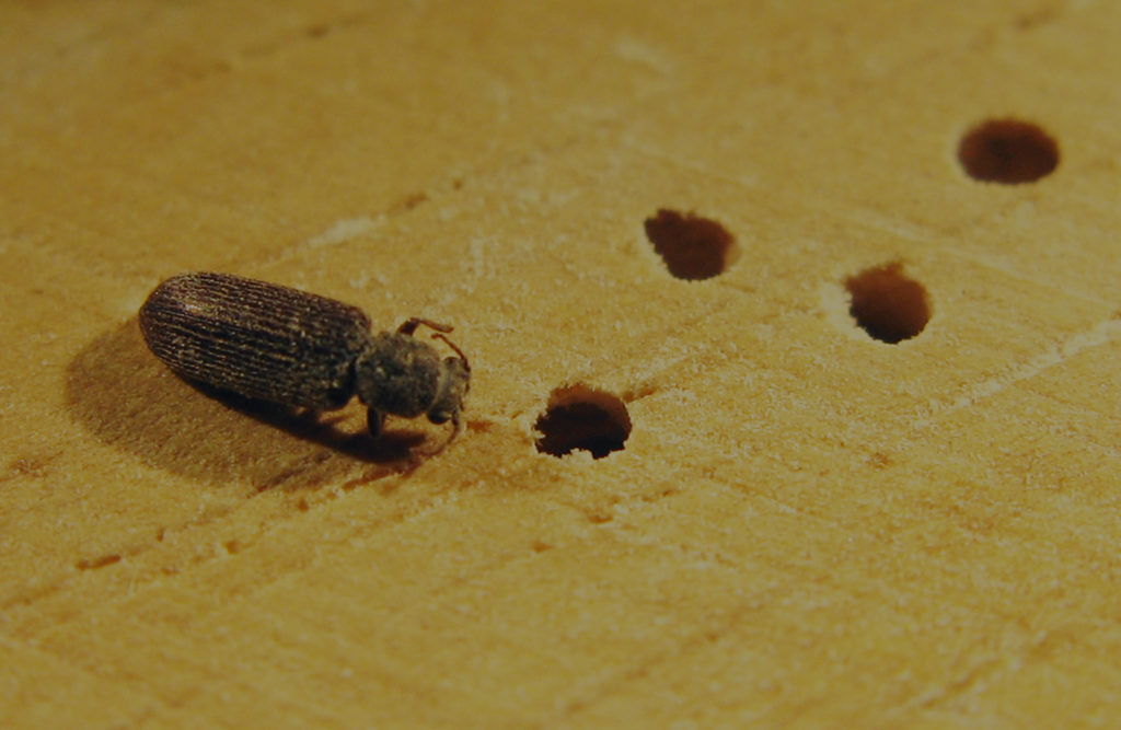 Reasons Why You Need To Hire Pest Control Service